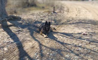 Laura C.'s photo of camping with pets at Box Bar near Scottsdale, AZ