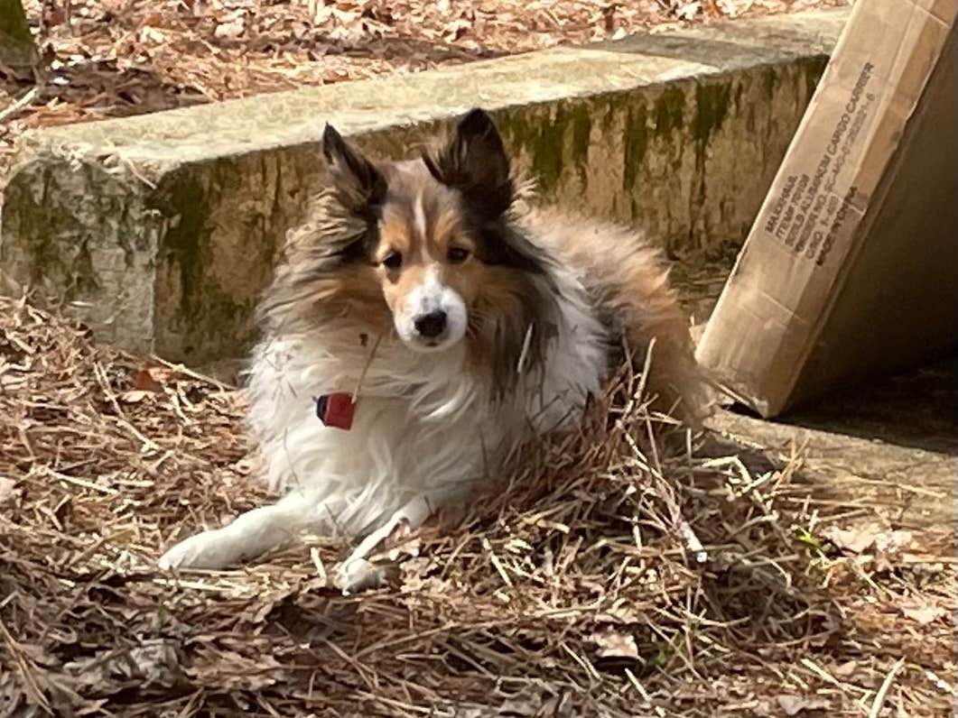 Amy S.'s photo of camping with pets at Wall Doxey State Park Campground near Potts Camp, MS