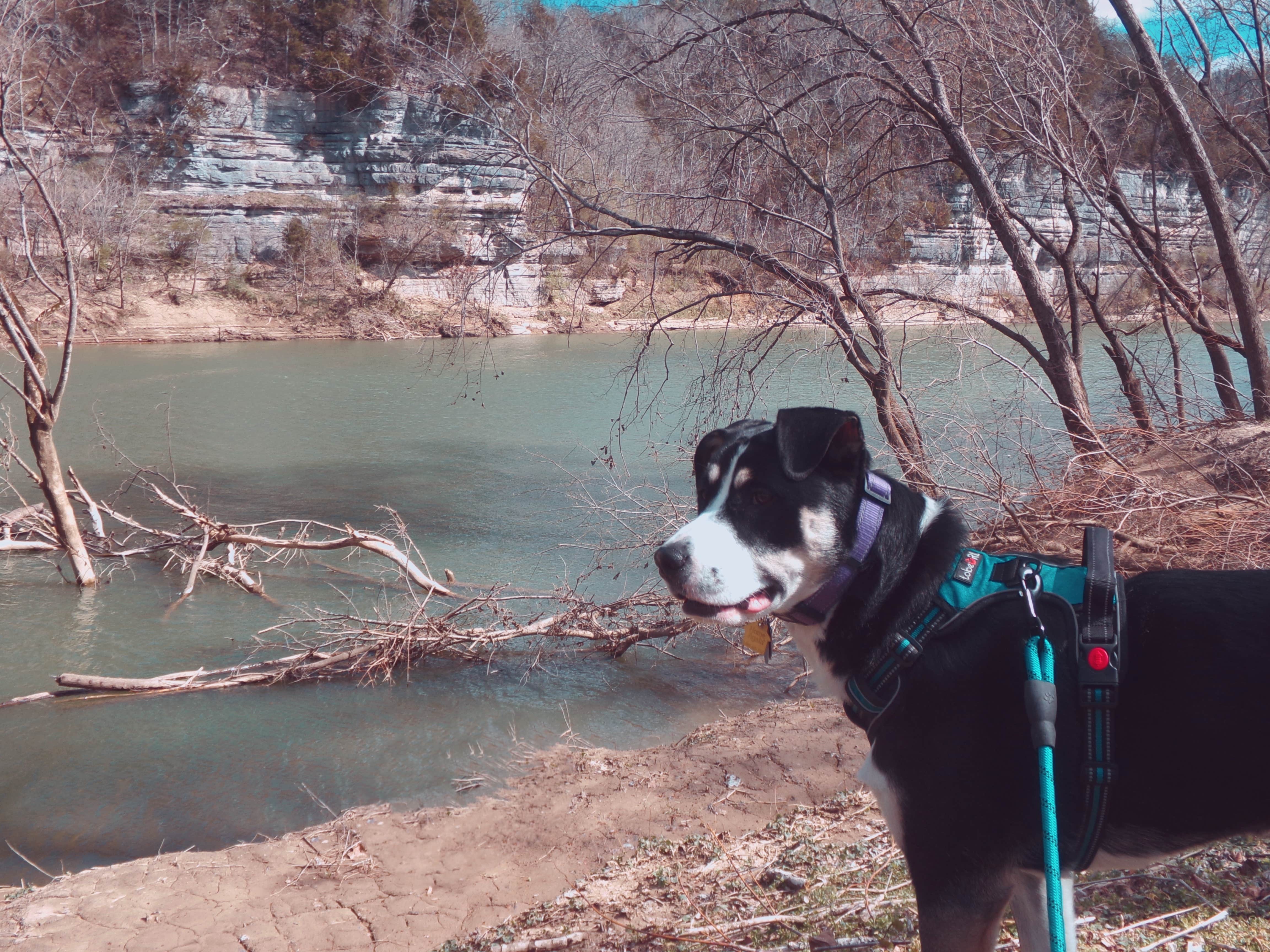 Erin B.'s photo of camping with pets at Cummins Ferry RV Park, Campground on the Kentucky River near Richmond, KY