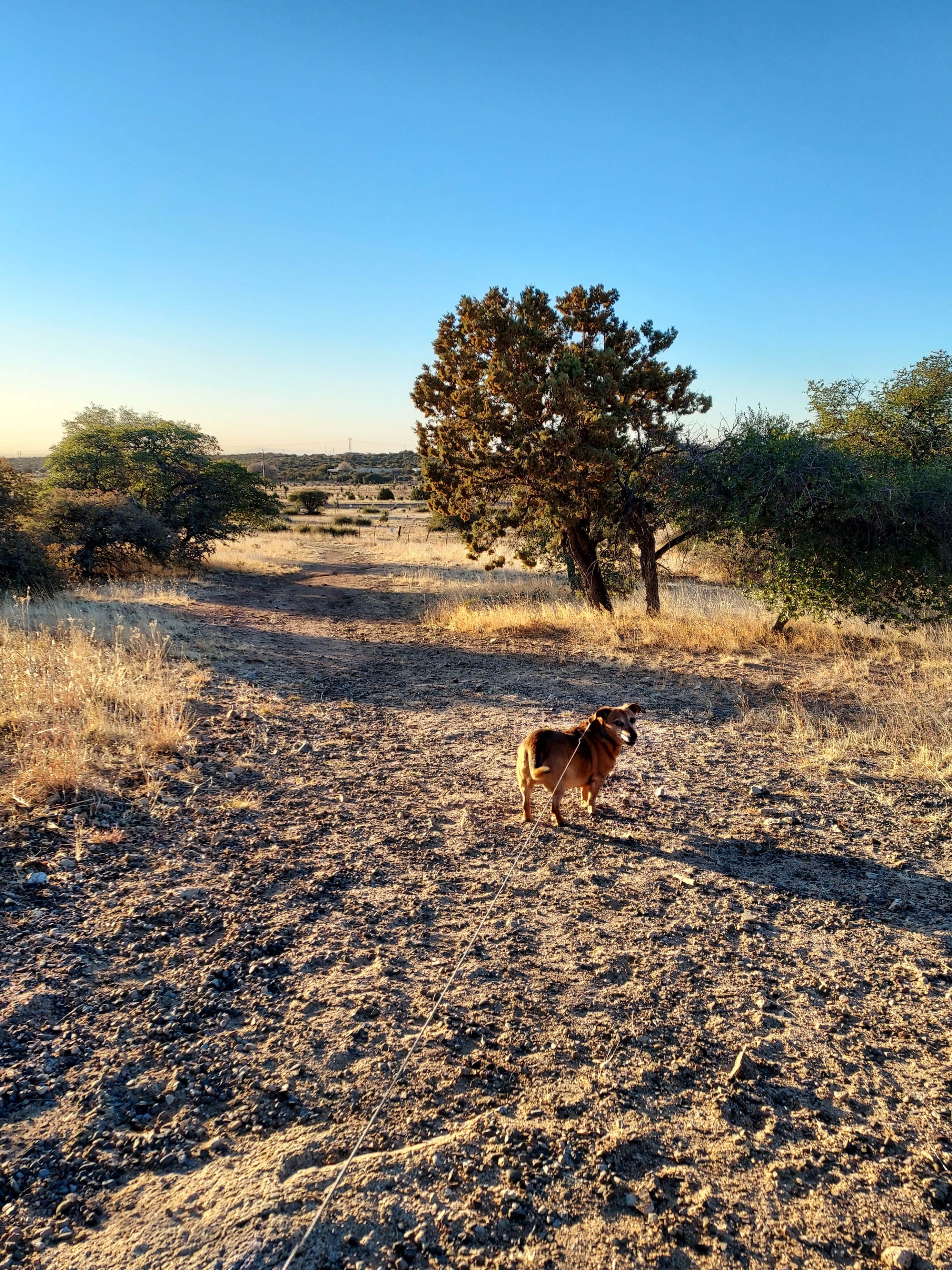 kr S.'s photo of camping with pets at Ridge Park RV in New Mexico