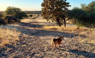 kr S.'s photo of camping with pets at Ridge Park RV in New Mexico