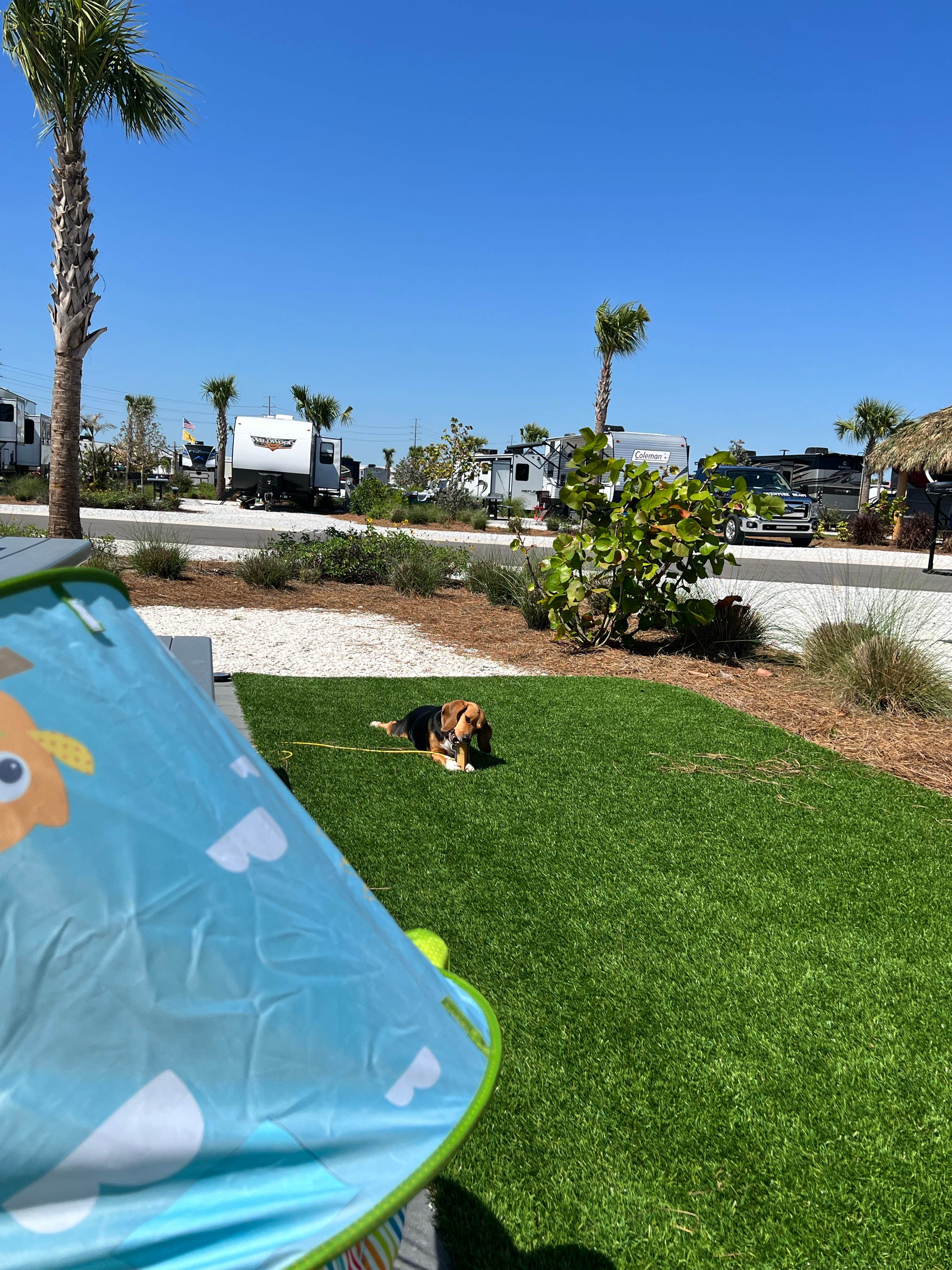 Phil's photo of camping with pets at Camp Margaritaville RV Resort and Cabana Cabins Auburndale near Plant City, FL