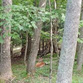 Review photo of Mountain Lake Campground and Cabins by Katie J., July 11, 2018