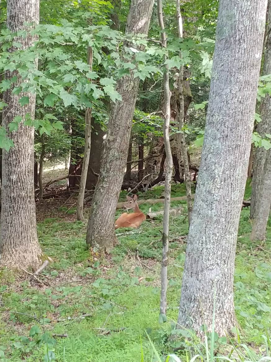 Camper submitted image from Mountain Lake Campground and Cabins - 2