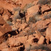 Review photo of Atlatl Rock Campground — Valley of Fire State Park by Elizabeth G., March 28, 2022