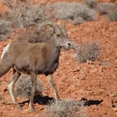 Review photo of Atlatl Rock Campground — Valley of Fire State Park by Elizabeth G., March 28, 2022