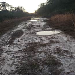 Great Lake Dispersed Site - Croatan National Forest