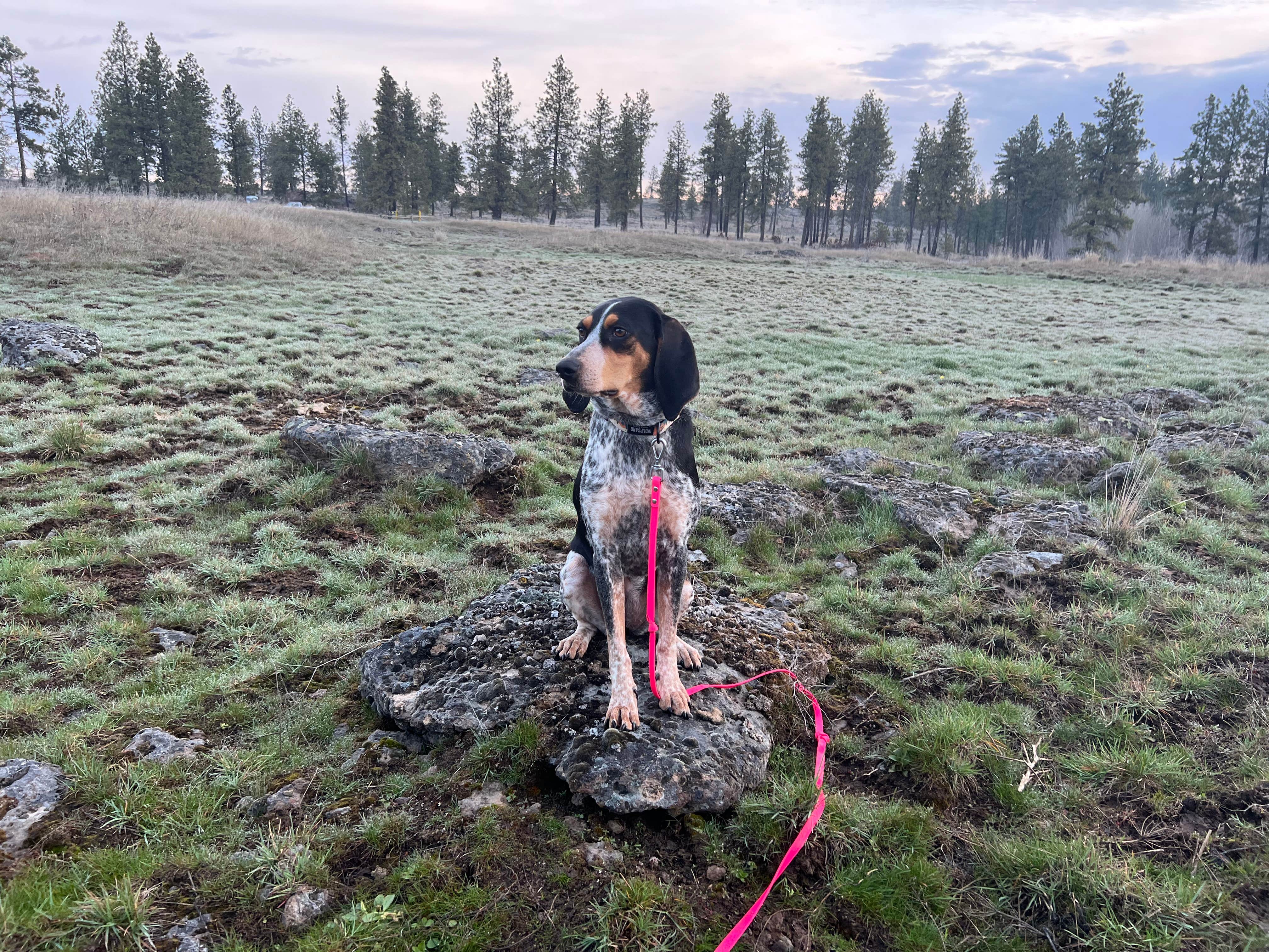 Kayln H.'s photo of camping with pets at Hog Lake Campground near Steptoe, WA