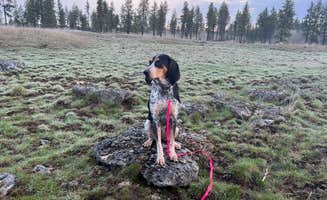 Kayln H.'s photo of camping with pets at Hog Lake Campground near Lamont, WA