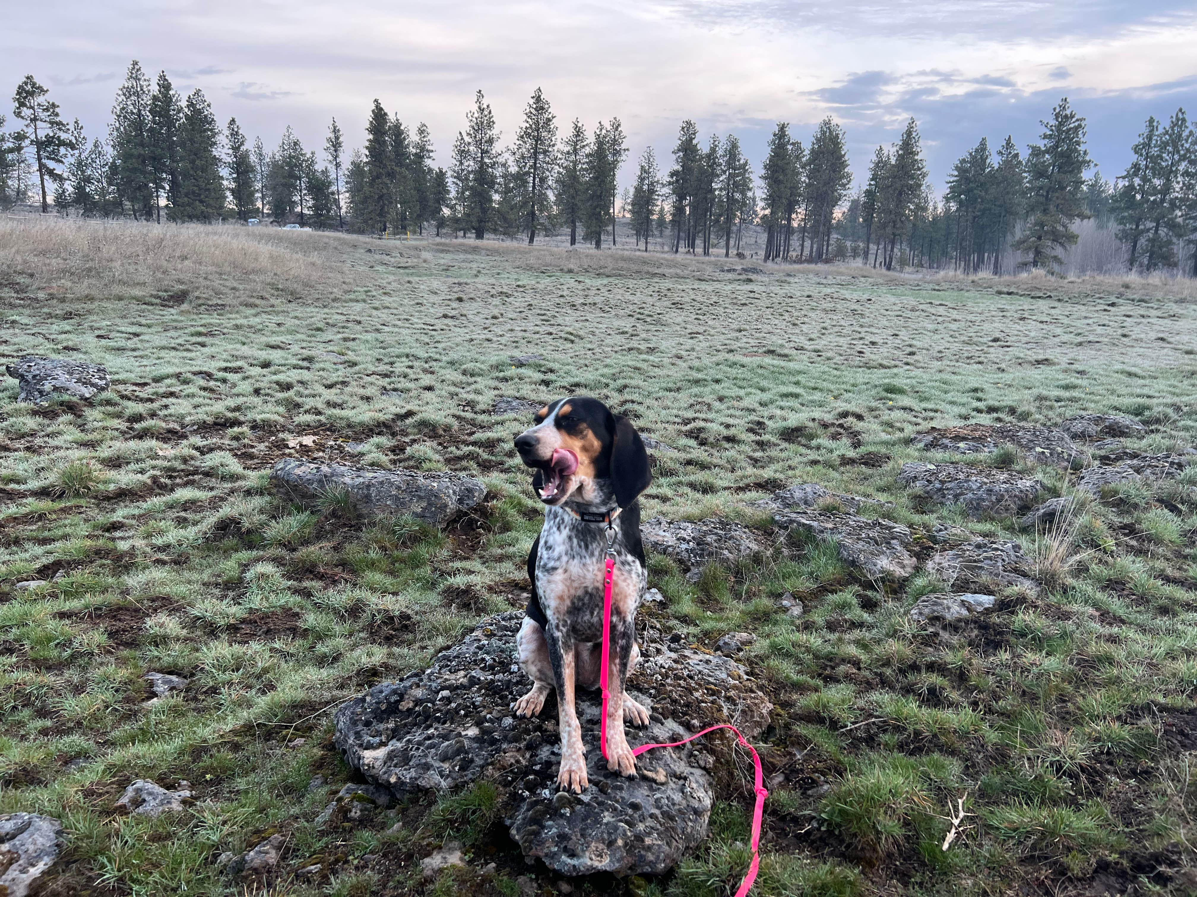 Kayln H.'s photo of camping with pets at Hog Lake Campground near Spokane, WA