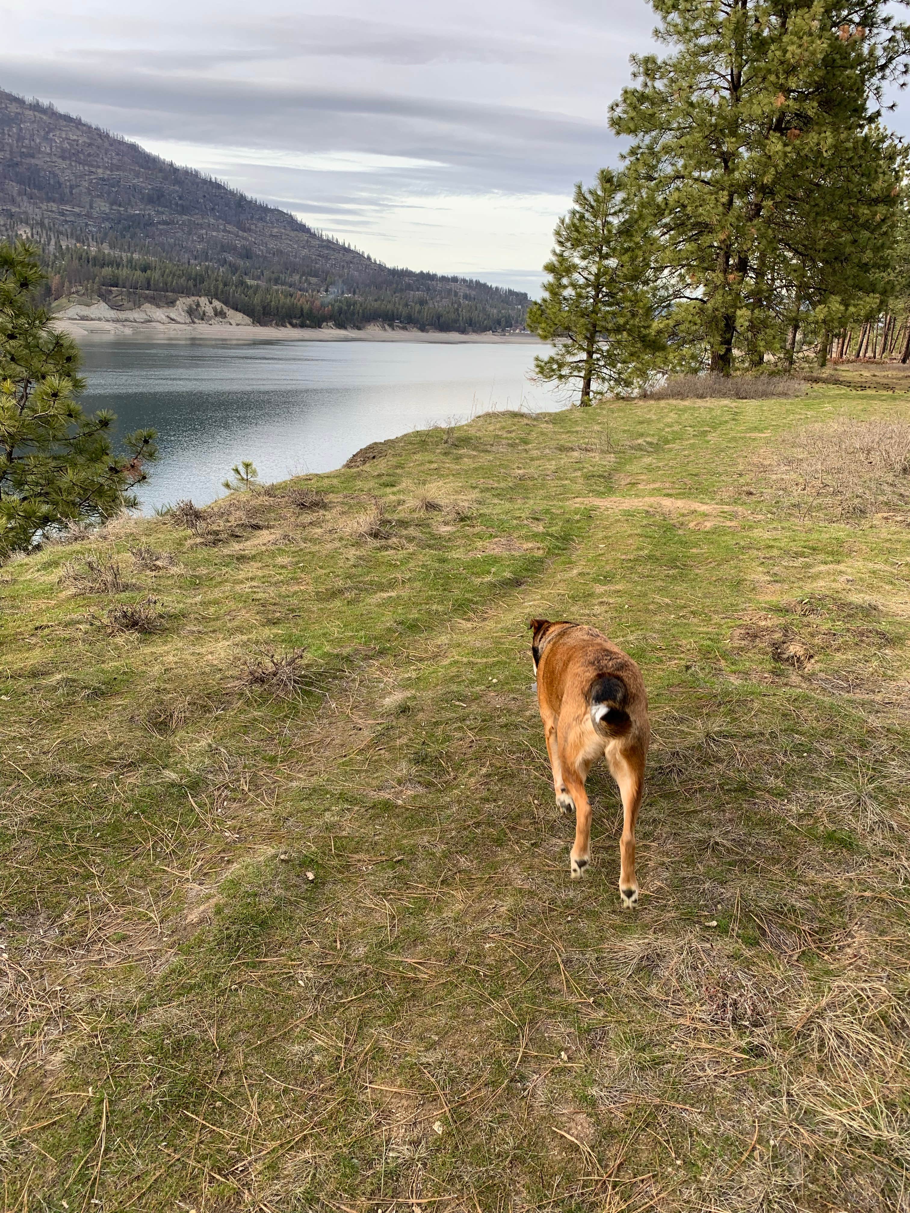 Jack's photo of camping with pets at Kettle Falls Campground — Lake Roosevelt National Recreation Area near Malo, WA