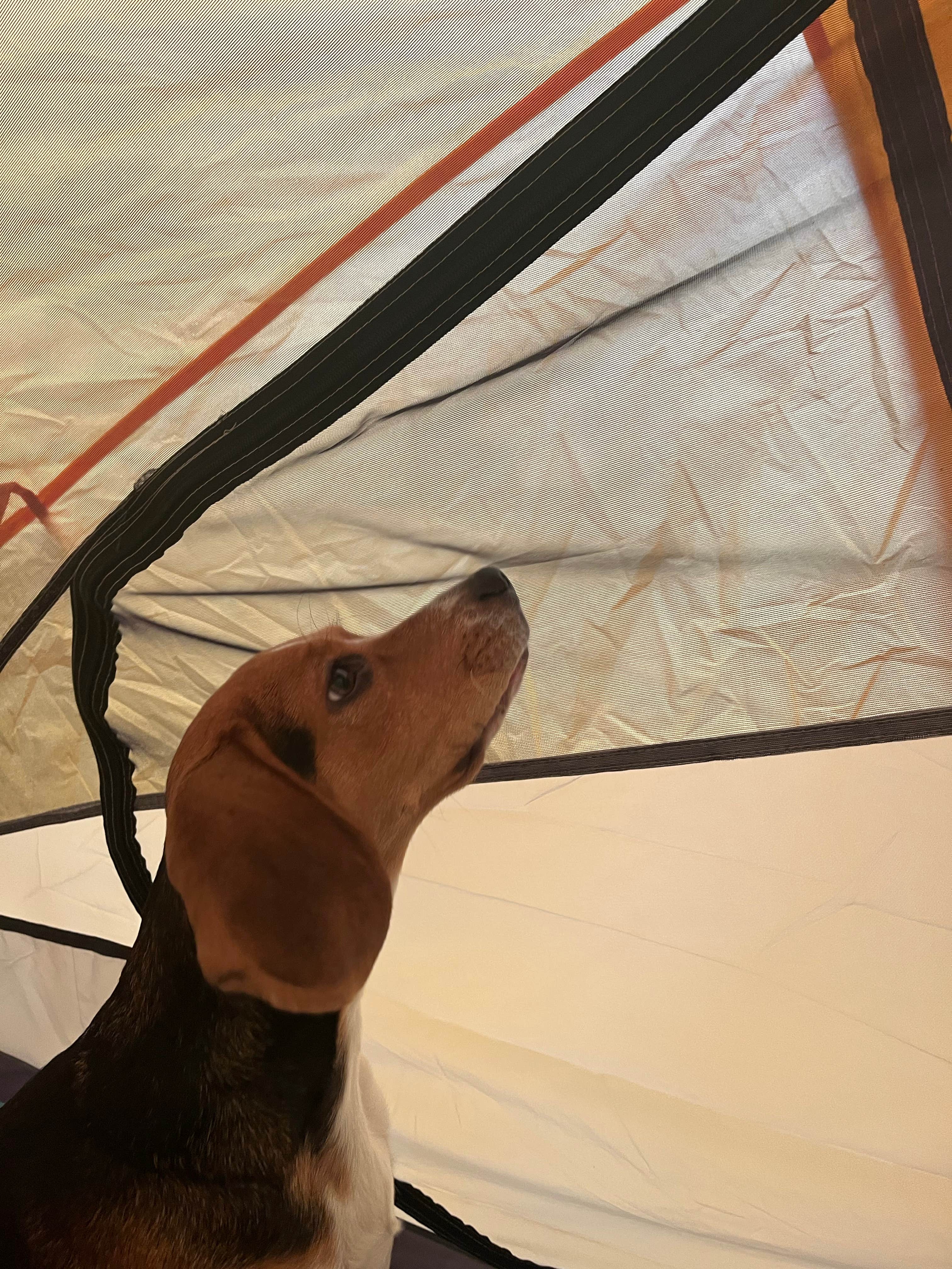 Lauren T.'s photo of camping with pets at Cape Lookout State Park Campground near Lincoln City, OR