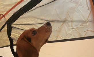Lauren T.'s photo of camping with pets at Cape Lookout State Park Campground near Grand Ronde, OR