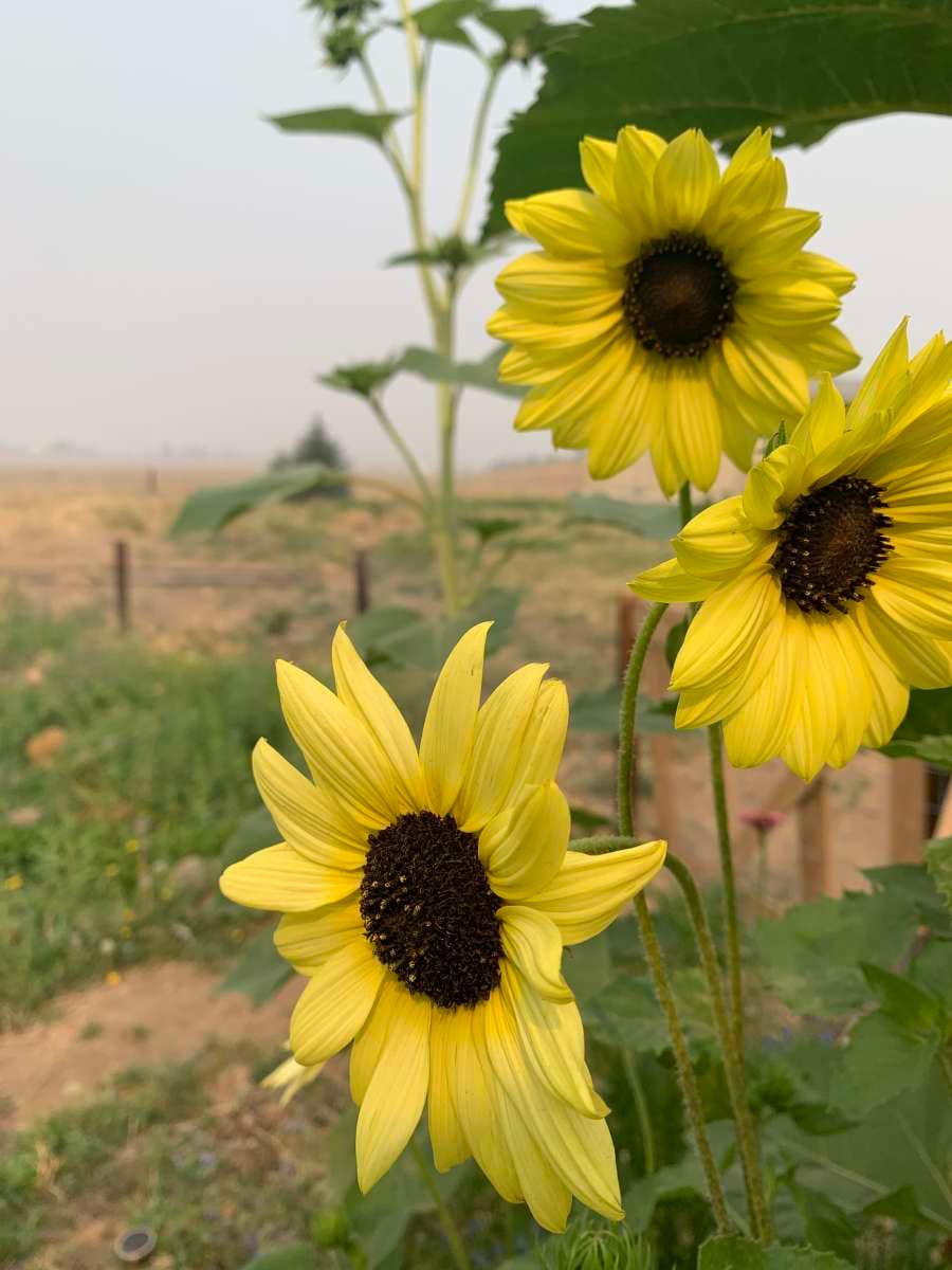 Camper-submitted photo at Whimsy Rock Homestead near Ephrata, WA