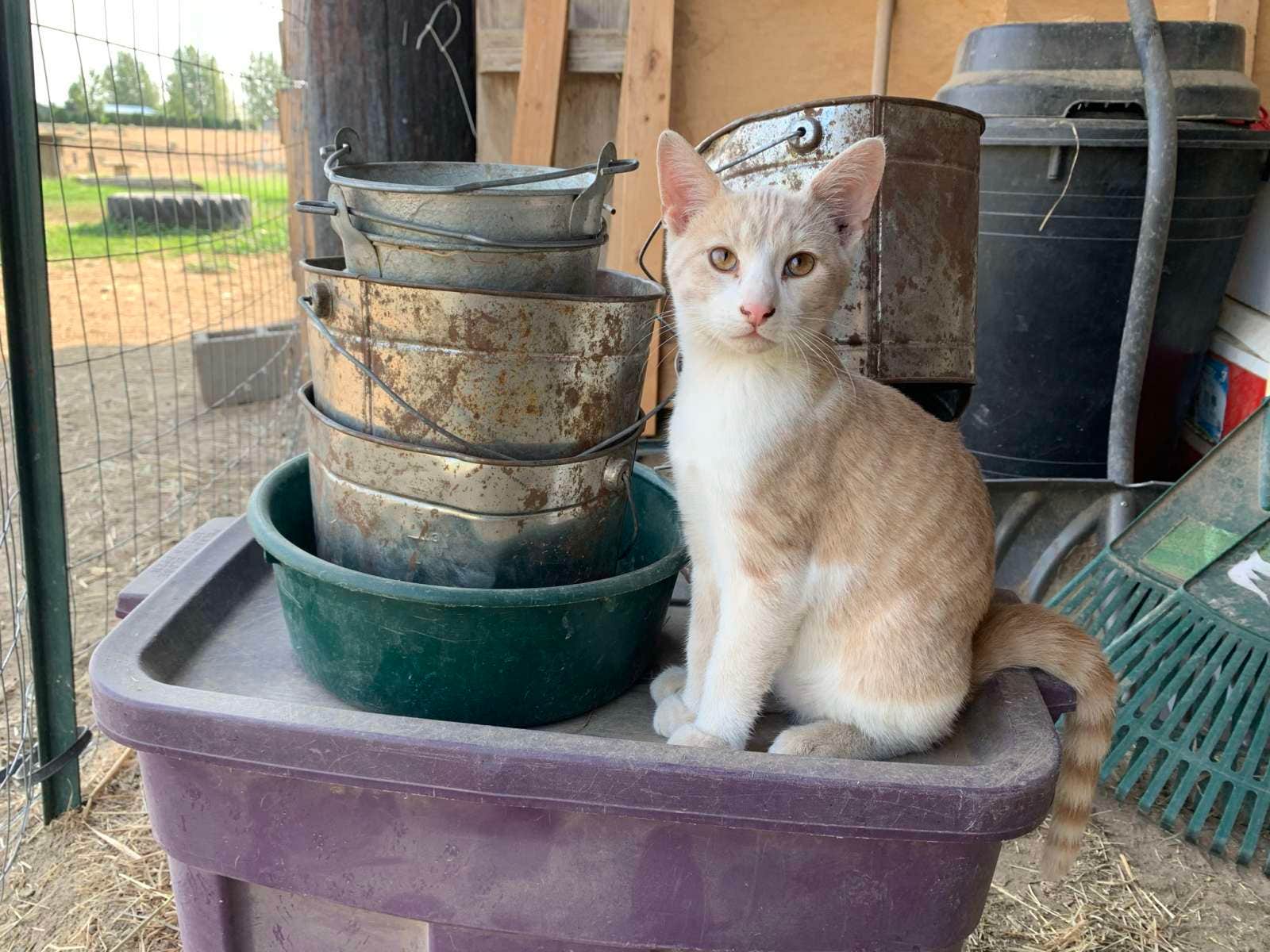 Christine O.'s photo of camping with pets at Whimsy Rock Homestead near Moses Lake, WA