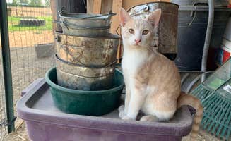 Christine O.'s photo of camping with pets at Whimsy Rock Homestead near Ritzville, WA