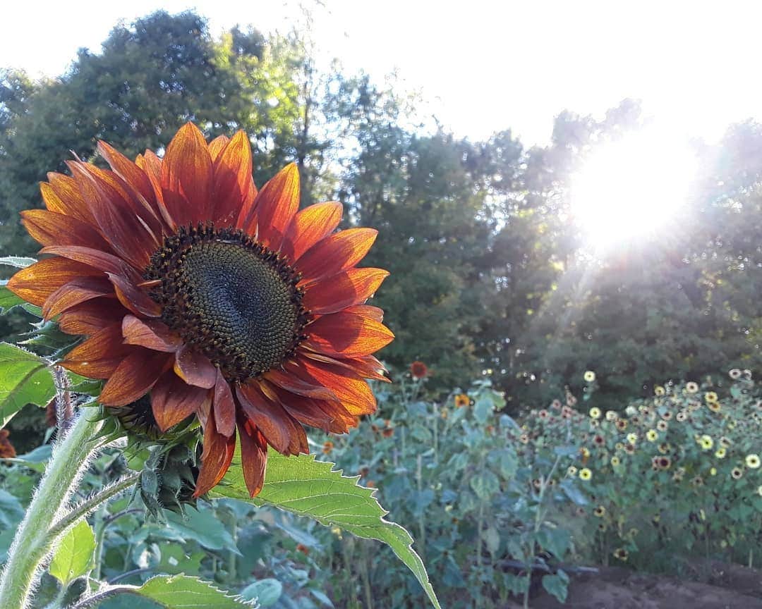 Camper-submitted photo at Della Terra near Copenhagen, NY