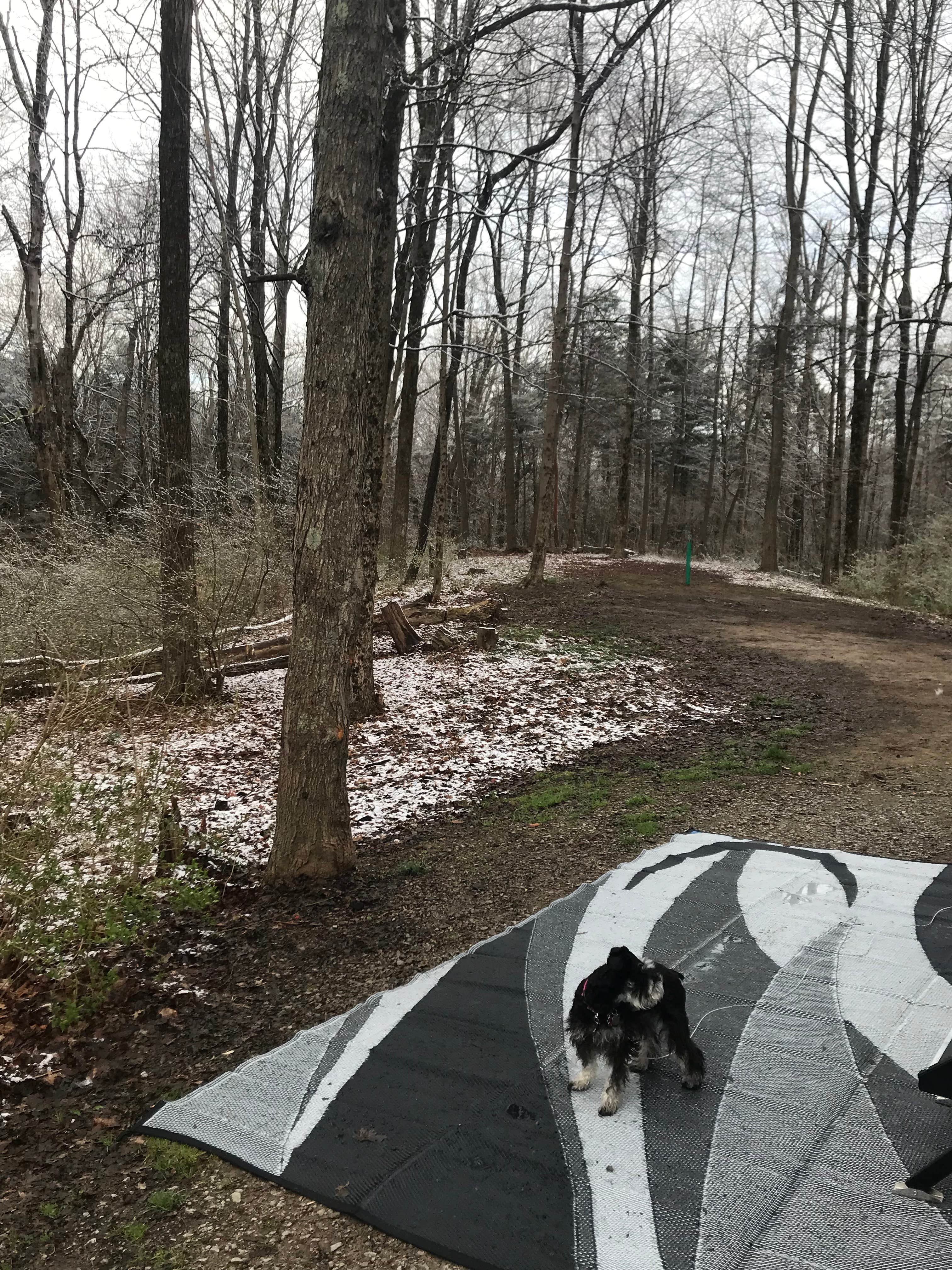steven B.'s photo of camping with pets at East Fork State Park Campground near Ross, OH