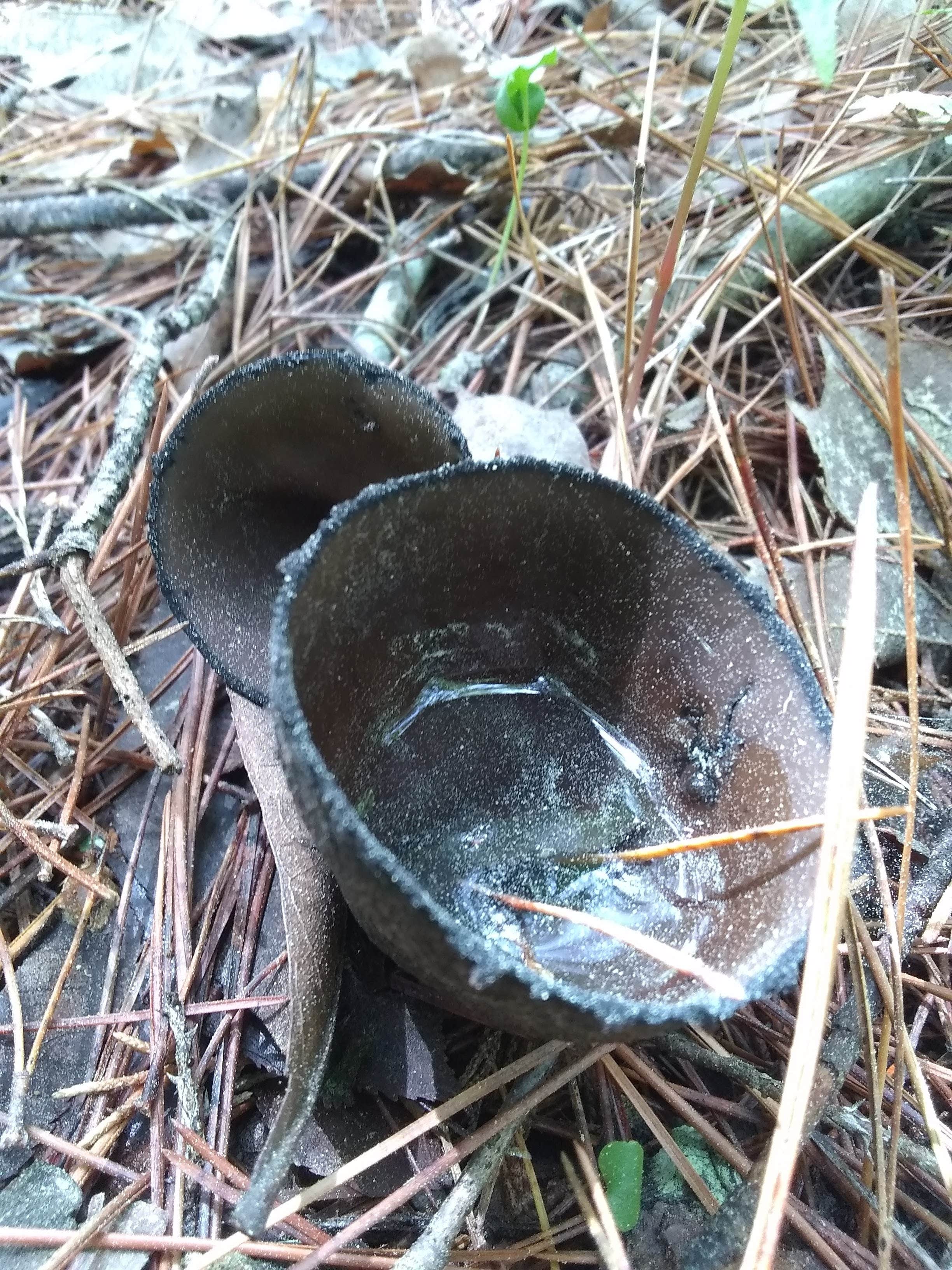 Camper-submitted photo at Paddy Creek Recreation Area near Mansfield, MO
