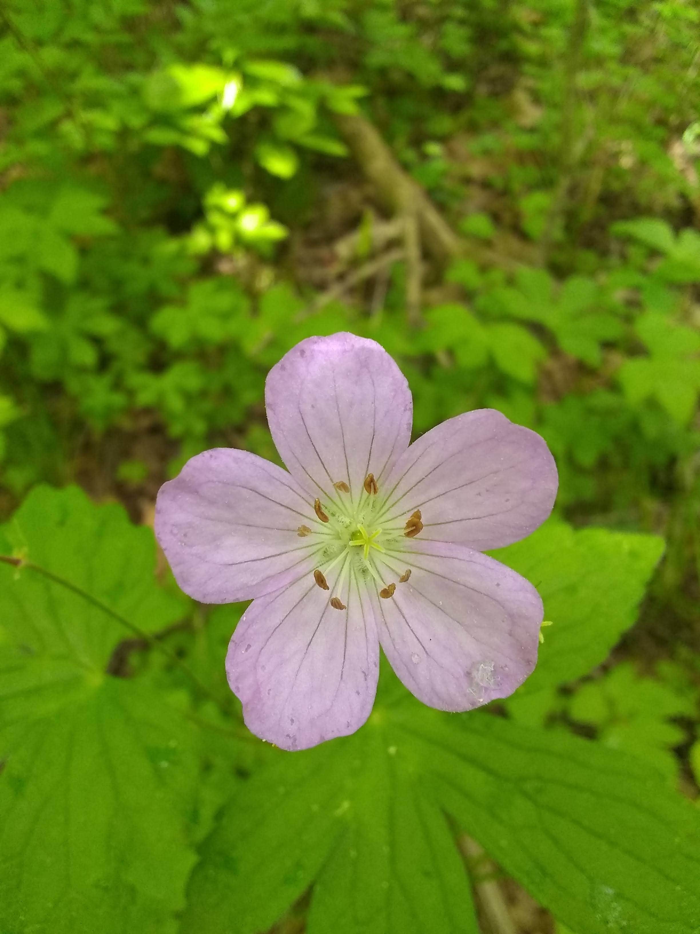 Camper-submitted photo at Paddy Creek Recreation Area near Mansfield, MO