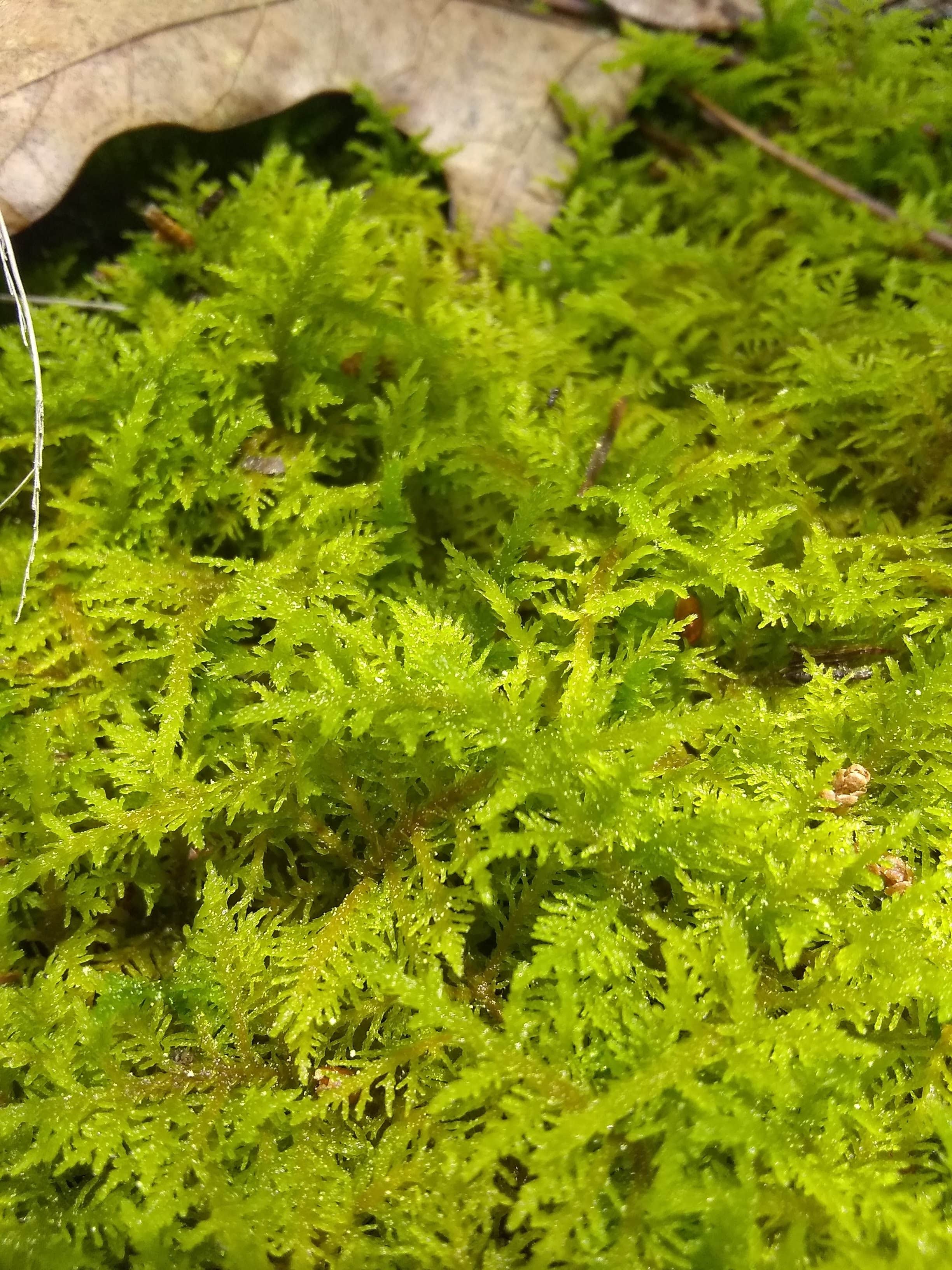 Camper-submitted photo at Paddy Creek Recreation Area near Mansfield, MO