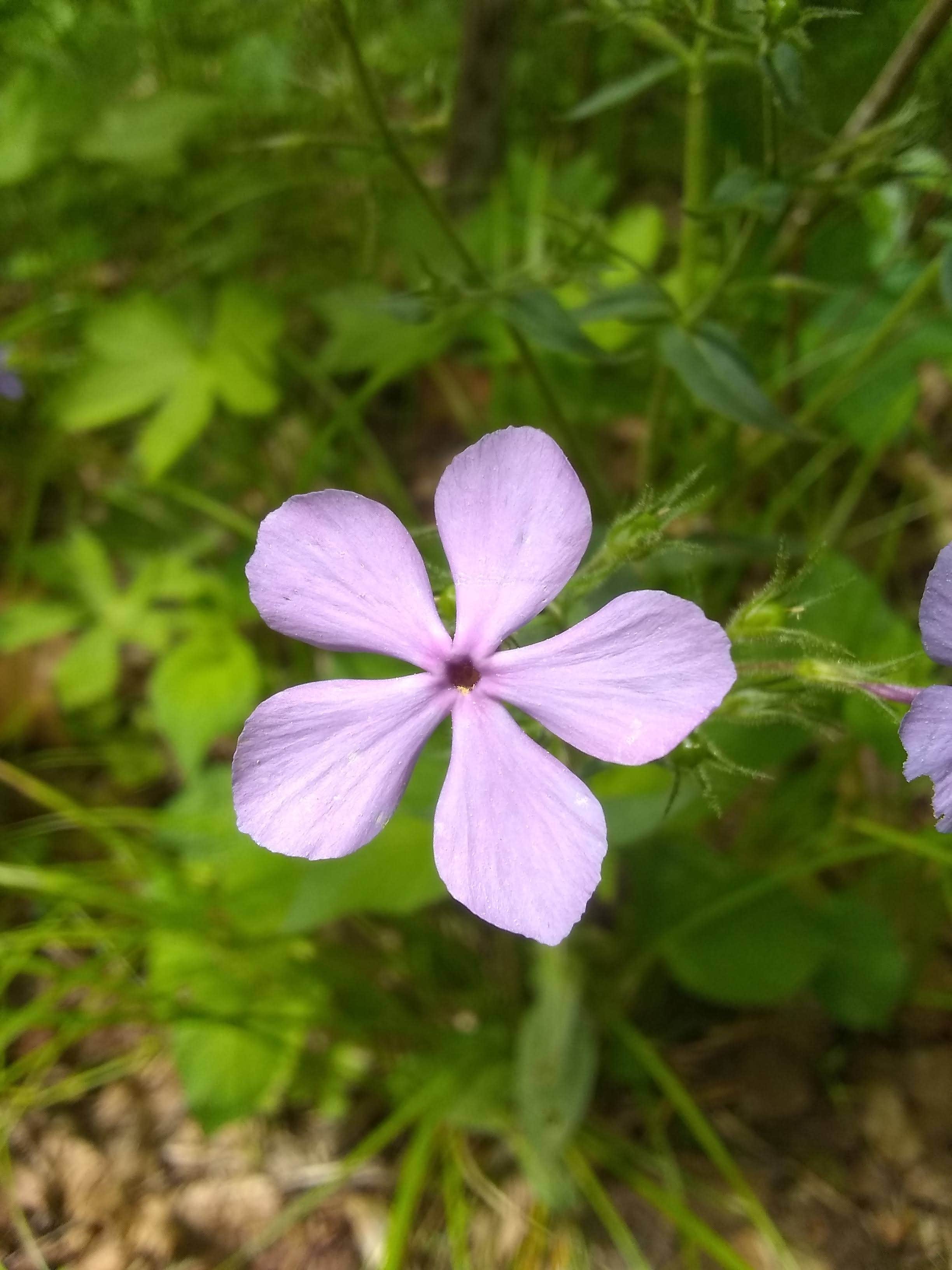 Camper-submitted photo at Paddy Creek Recreation Area near Mansfield, MO