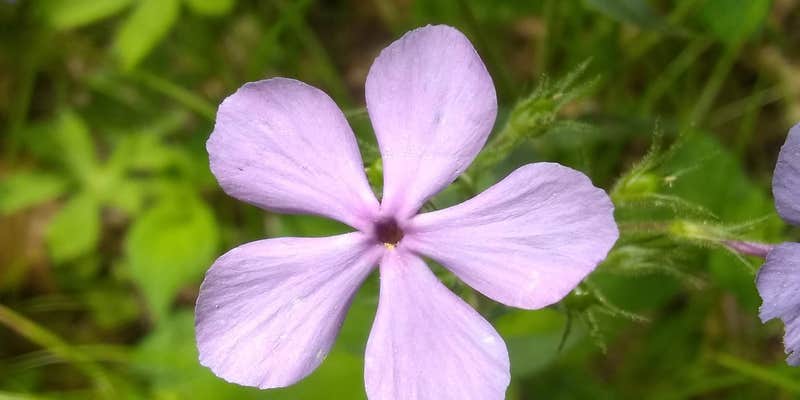 Camper submitted image from Paddy Creek Recreation Area