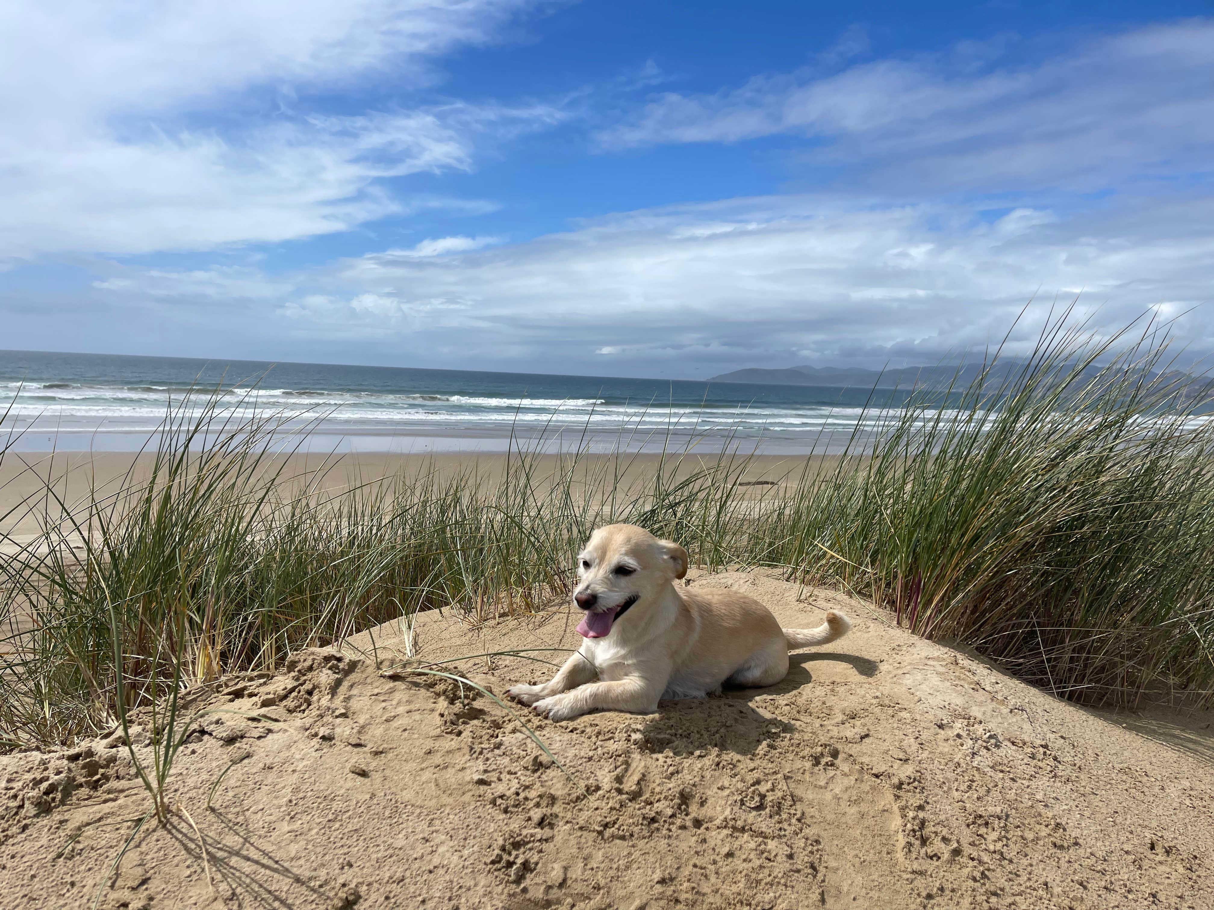 Edy K.'s photo of camping with pets at Oceano Campground — Pismo State Beach near Santa Maria, CA