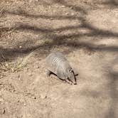 Review photo of South Llano River State Park Campground by Aidan M., March 29, 2022