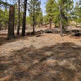 Review photo of Dispersed Camping around Sunset Crater Volcano NM by Anahi B., March 29, 2022