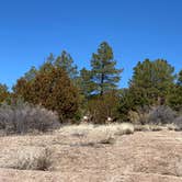 Review photo of Juniper Family Campground — Bandelier National Monument by Karen B., March 30, 2022