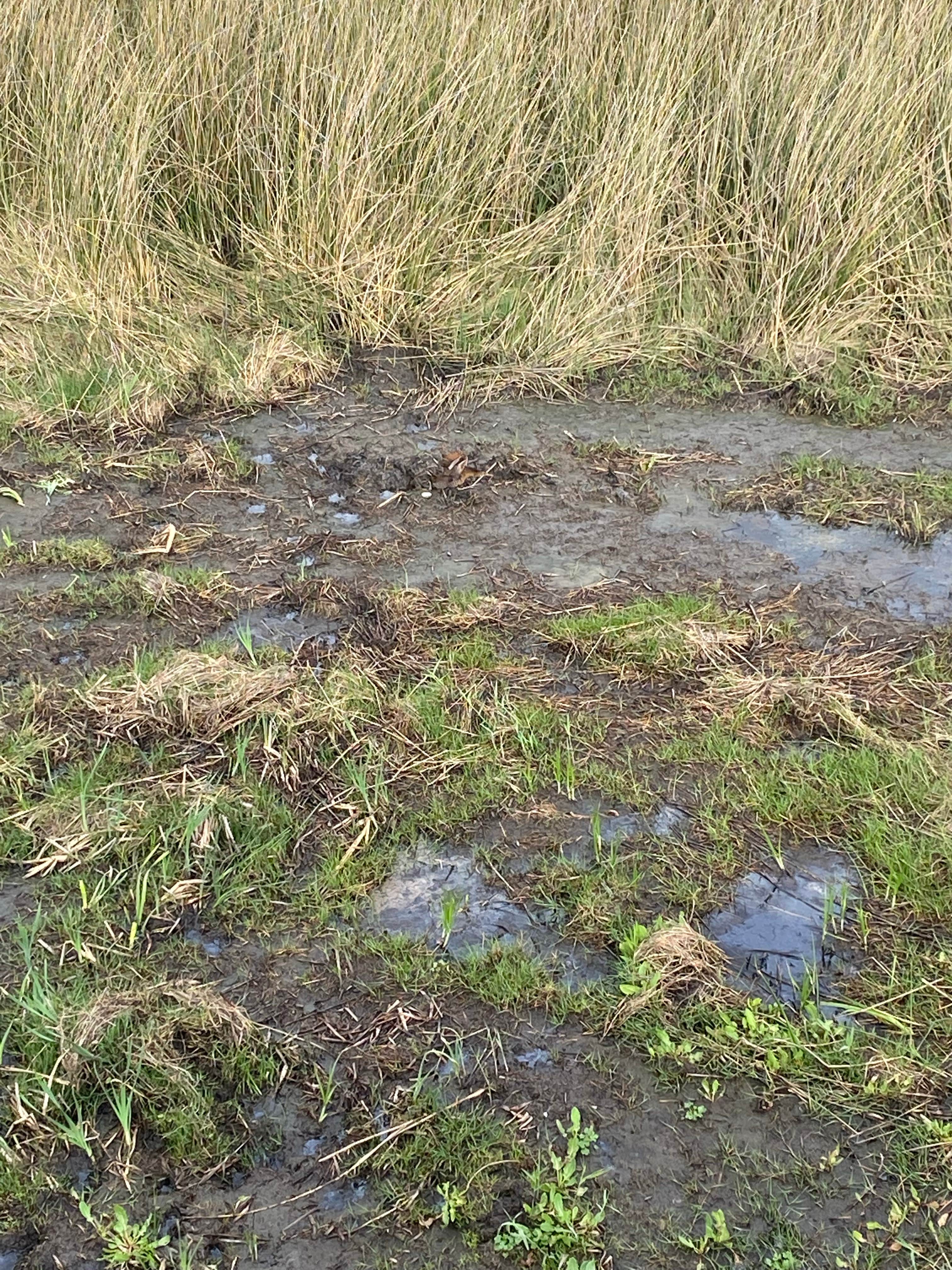 Camper-submitted photo at Mae's Beach near Cameron, LA