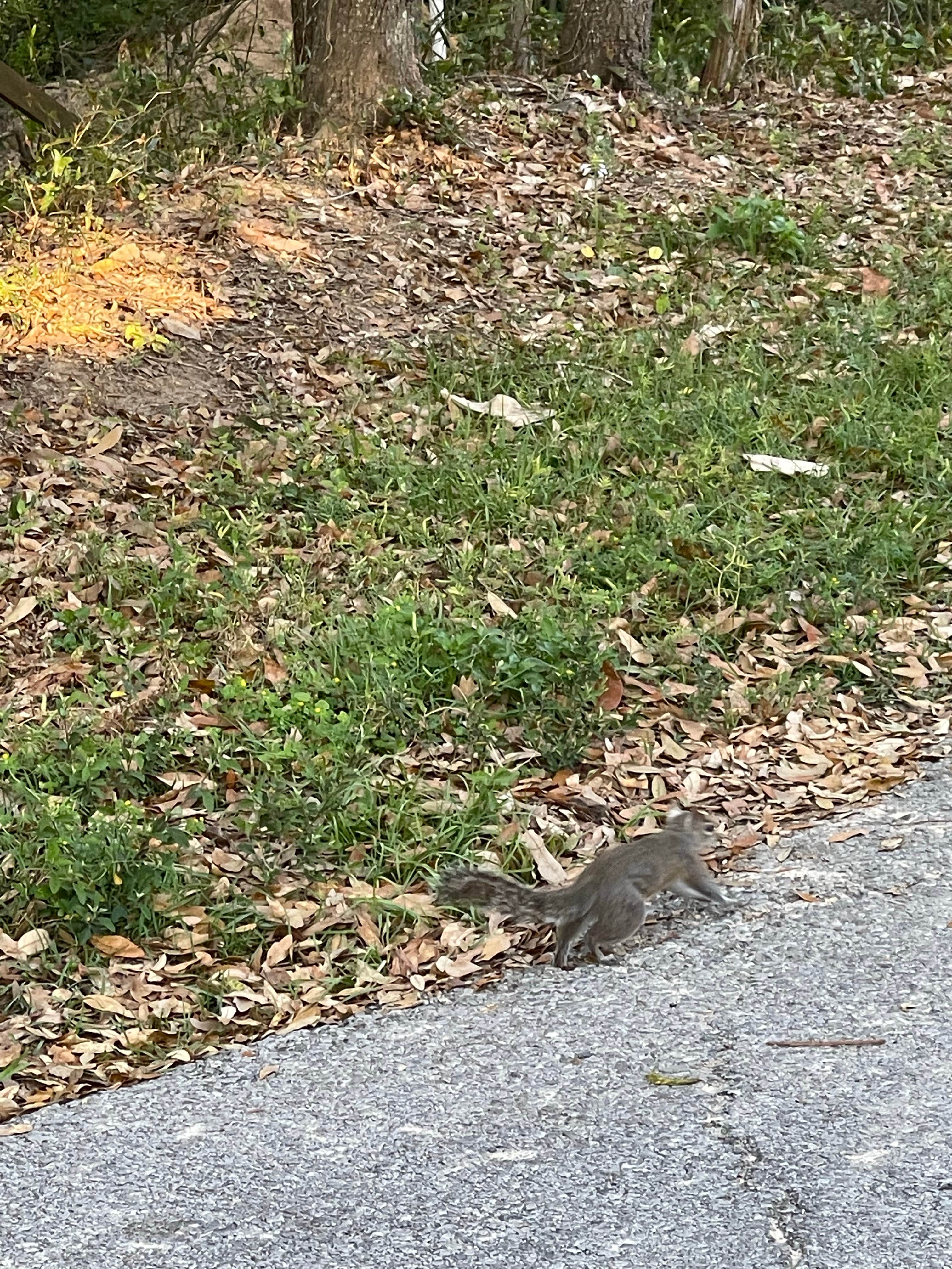 kelly N.'s photo of camping with pets at Gulf Shores-Pensacola West KOA near Foley, AL