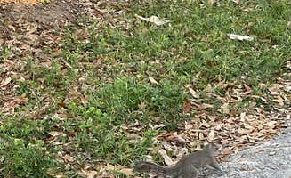 kelly N.'s photo of camping with pets at Gulf Shores-Pensacola West KOA near Magnolia Springs, AL