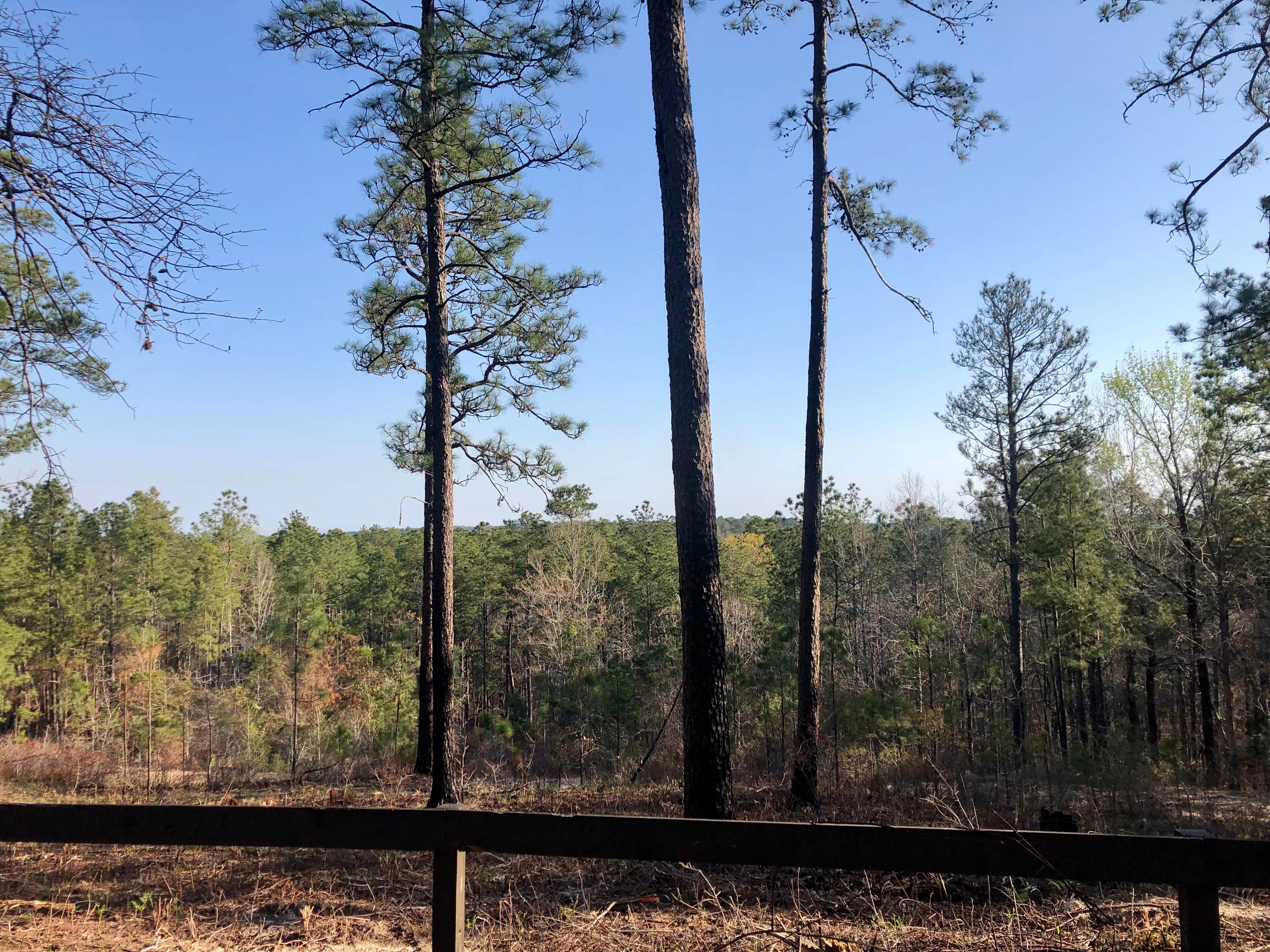 Camper-submitted photo at Coyote Camp near Lecompte, LA