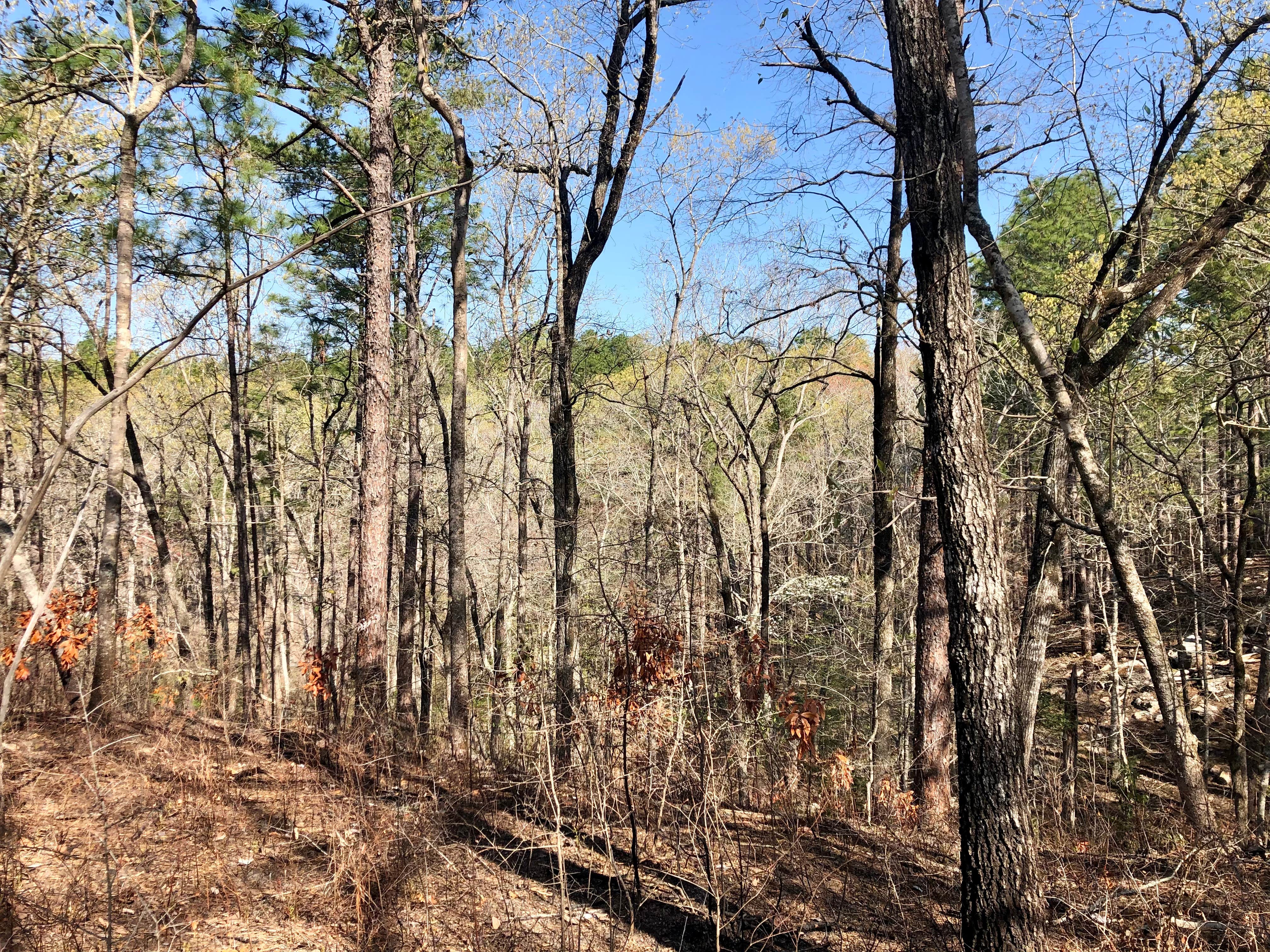 Camper-submitted photo at Coyote Camp near Lecompte, LA