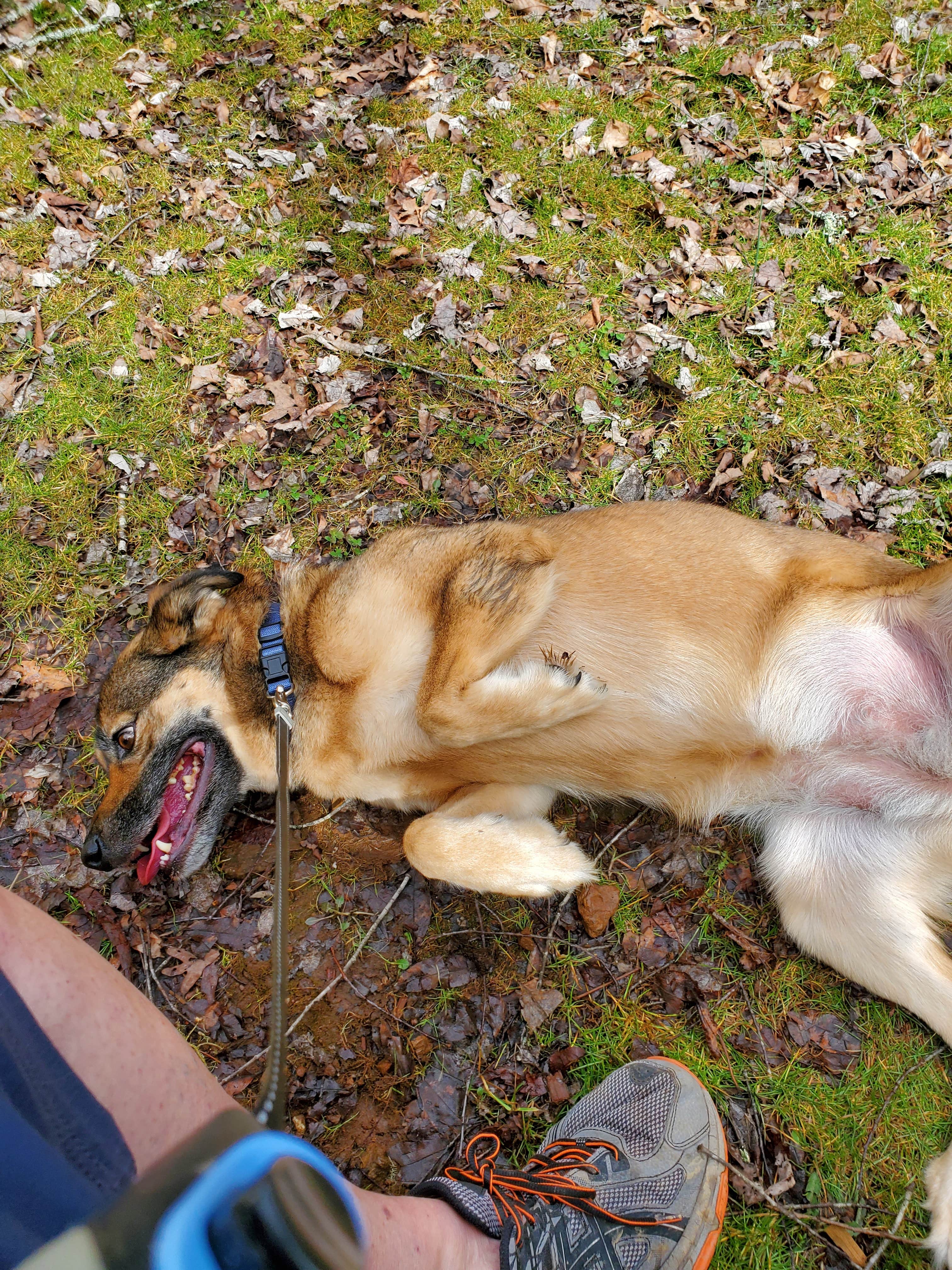 Camper-submitted photo at R&D Campground near Laurel Bloomery, TN