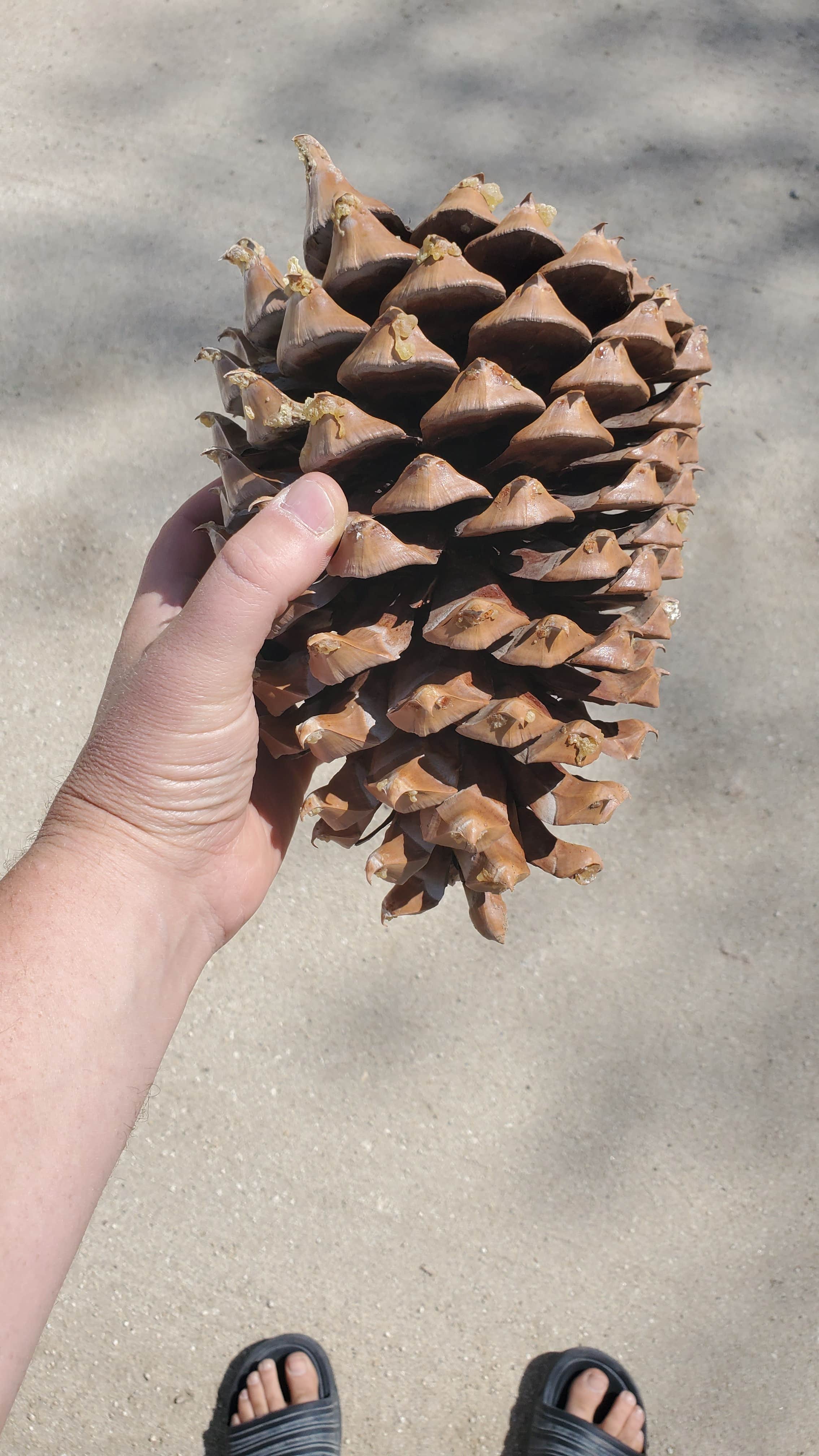 Camper-submitted photo at Keysville South Recreation Site near Sequoia National Forest