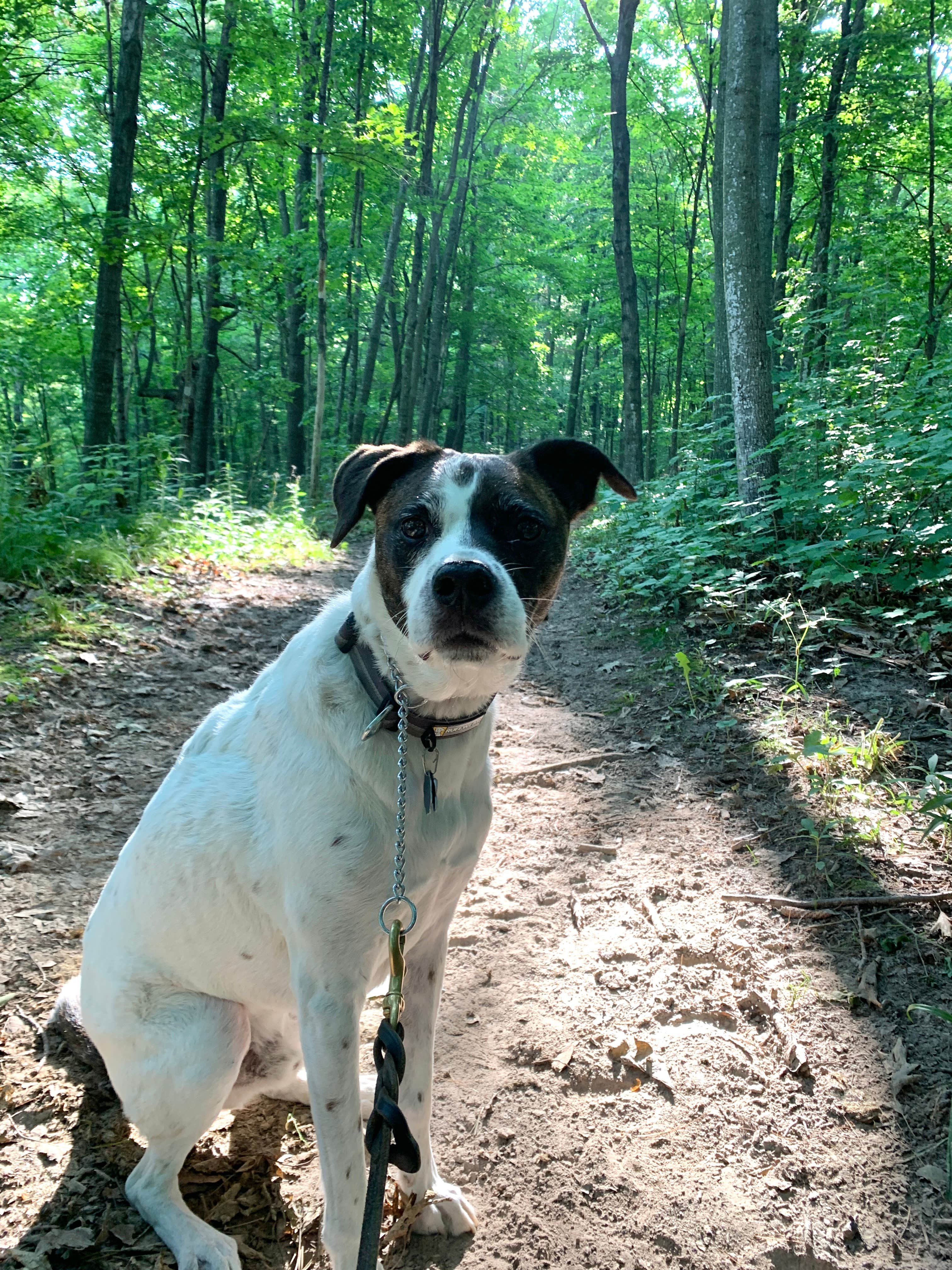 Tina's photo of camping with pets at Highland Ridge near Marine on St. Croix, MN