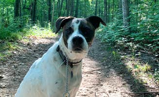 Tina's photo of camping with pets at Highland Ridge near Spring Valley, WI