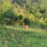 Review photo of Buffalo River State Park Campground by Tina , March 31, 2022