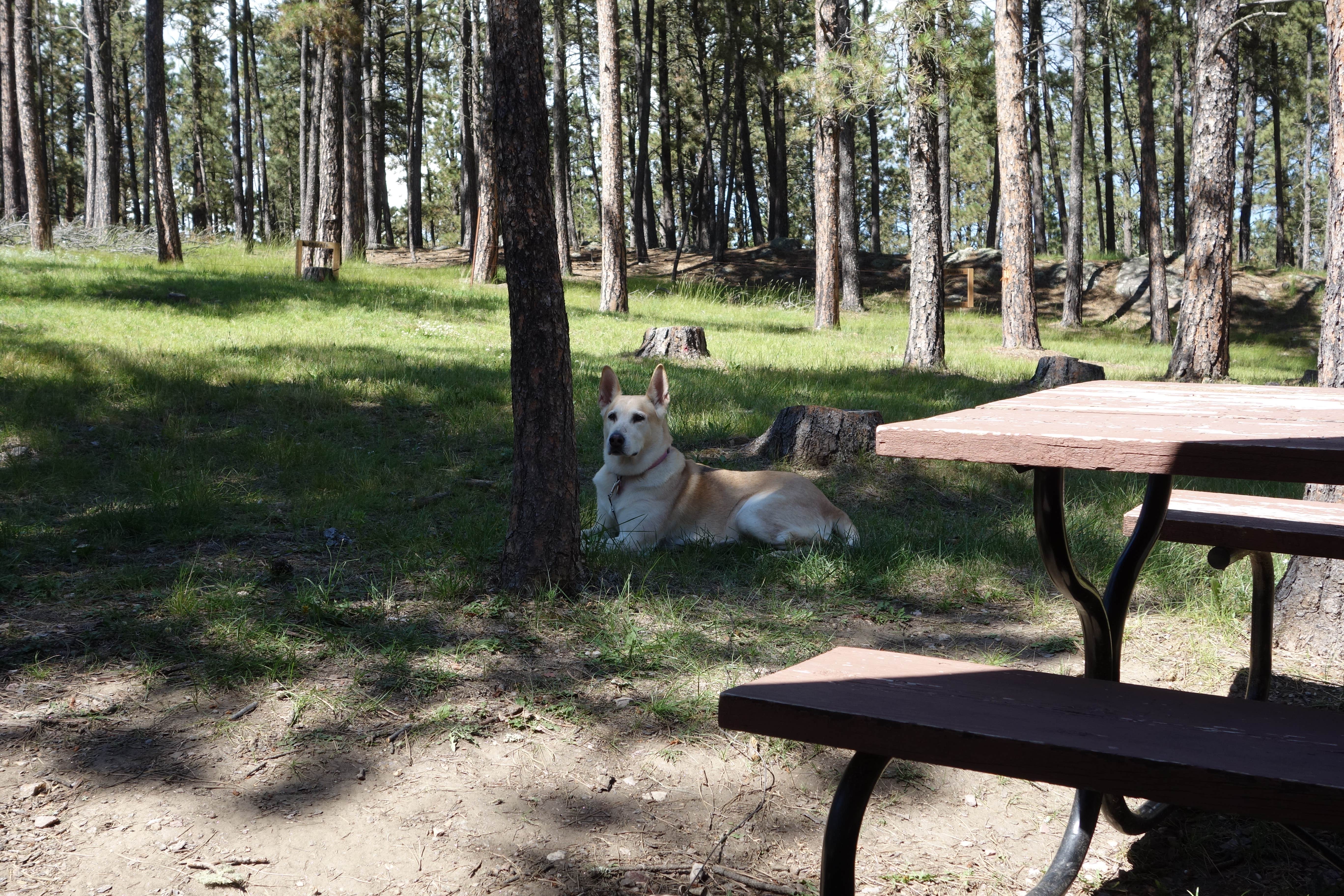 Tina's photo of camping with pets at Big Pine Campground near Custer, SD