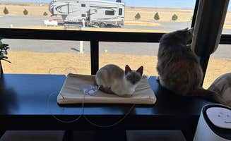 Trisha D.'s photo of camping with pets at Coyote Keith’s RV Park near Kenton, OK