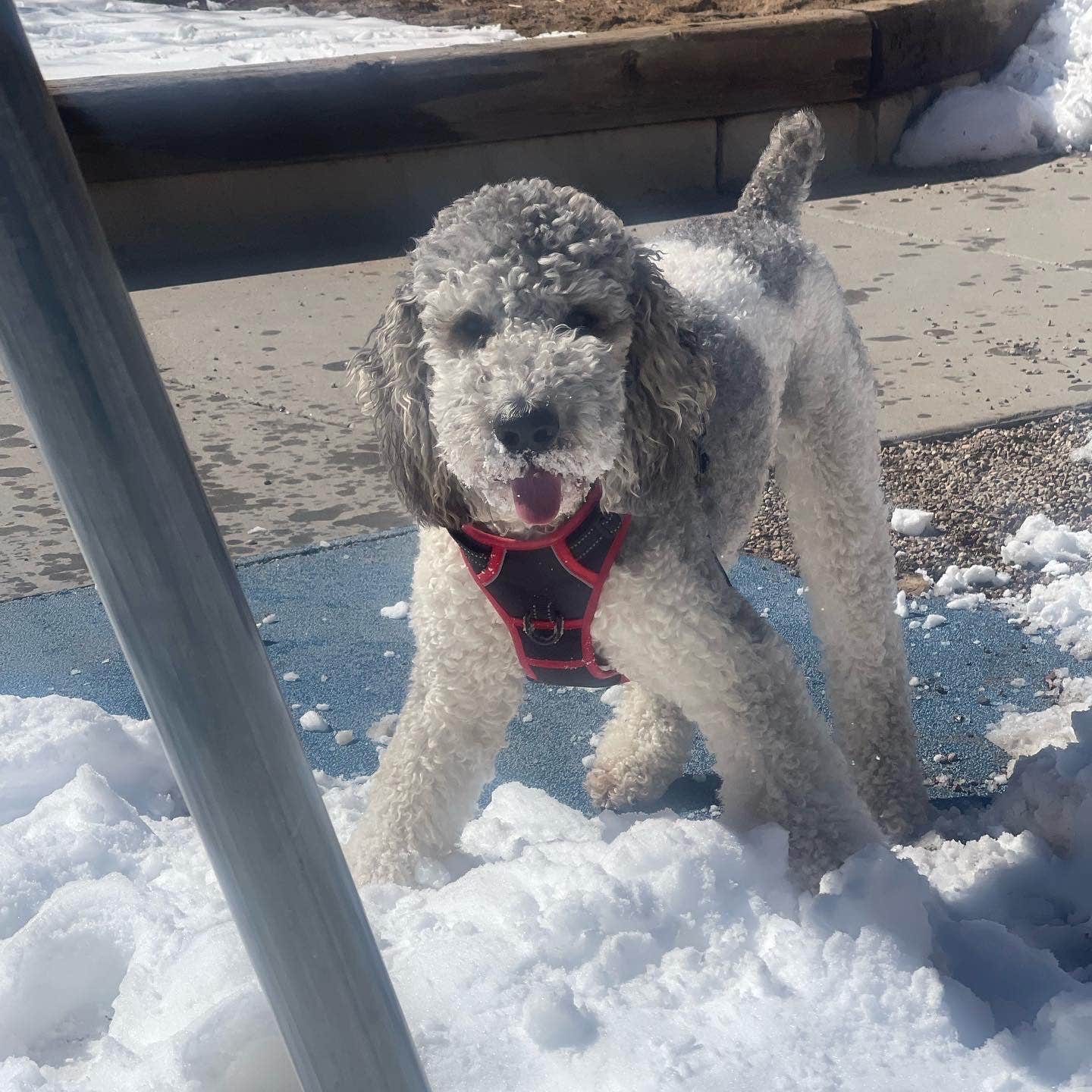 Sadie B.'s photo of camping with pets at Taos Valley RV Park & Campground near Taos, NM