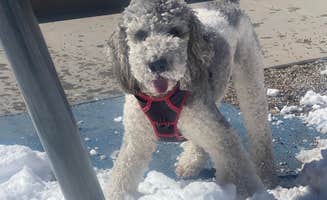 Sadie B.'s photo of camping with pets at Taos Valley RV Park & Campground near Taos, NM