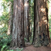 Review photo of Jedidiah Smith Campground — Redwood National Park by Jeff K., April 1, 2022