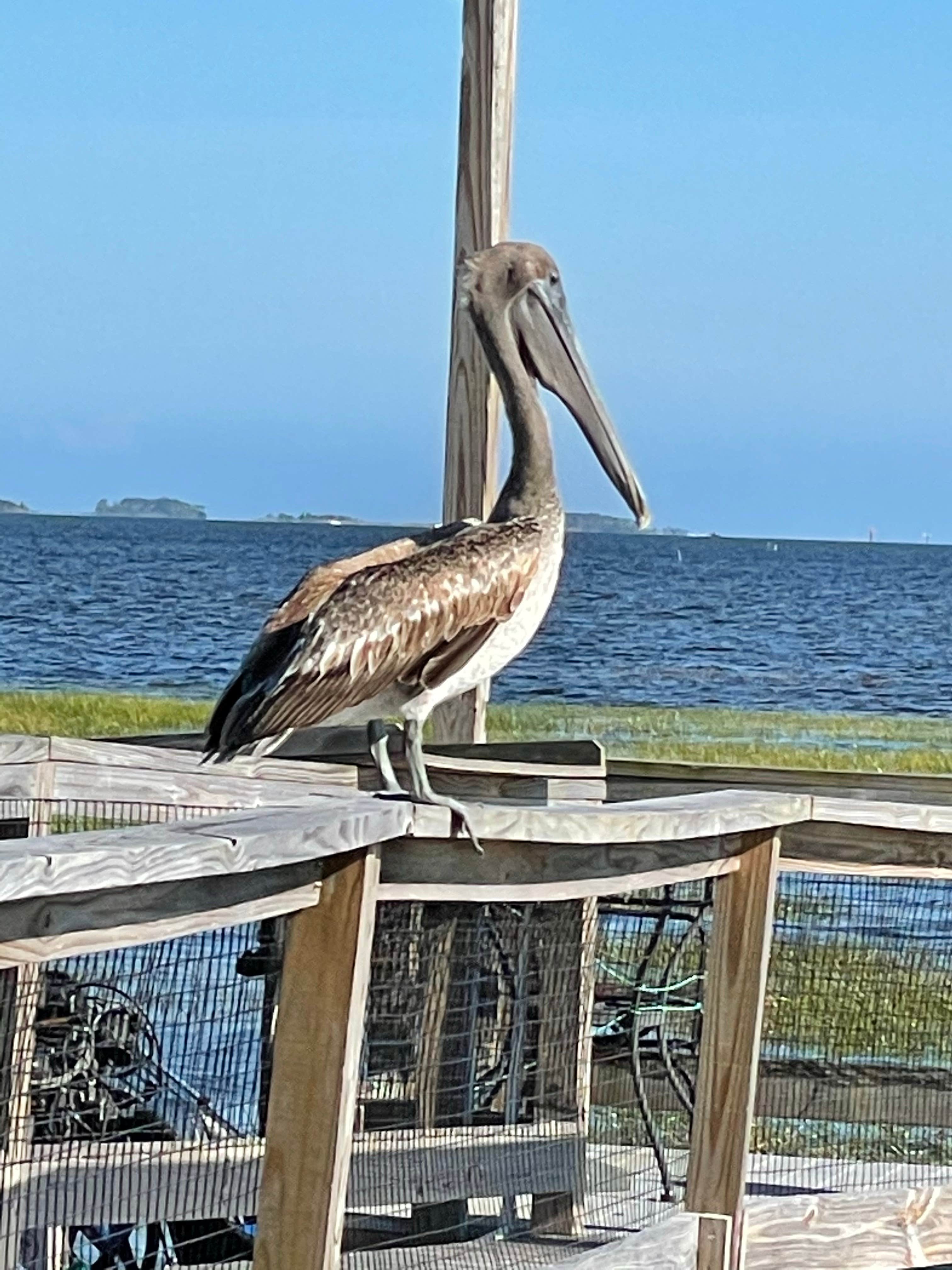 Camper-submitted photo at Camp Runamuck near Steinhatchee, FL