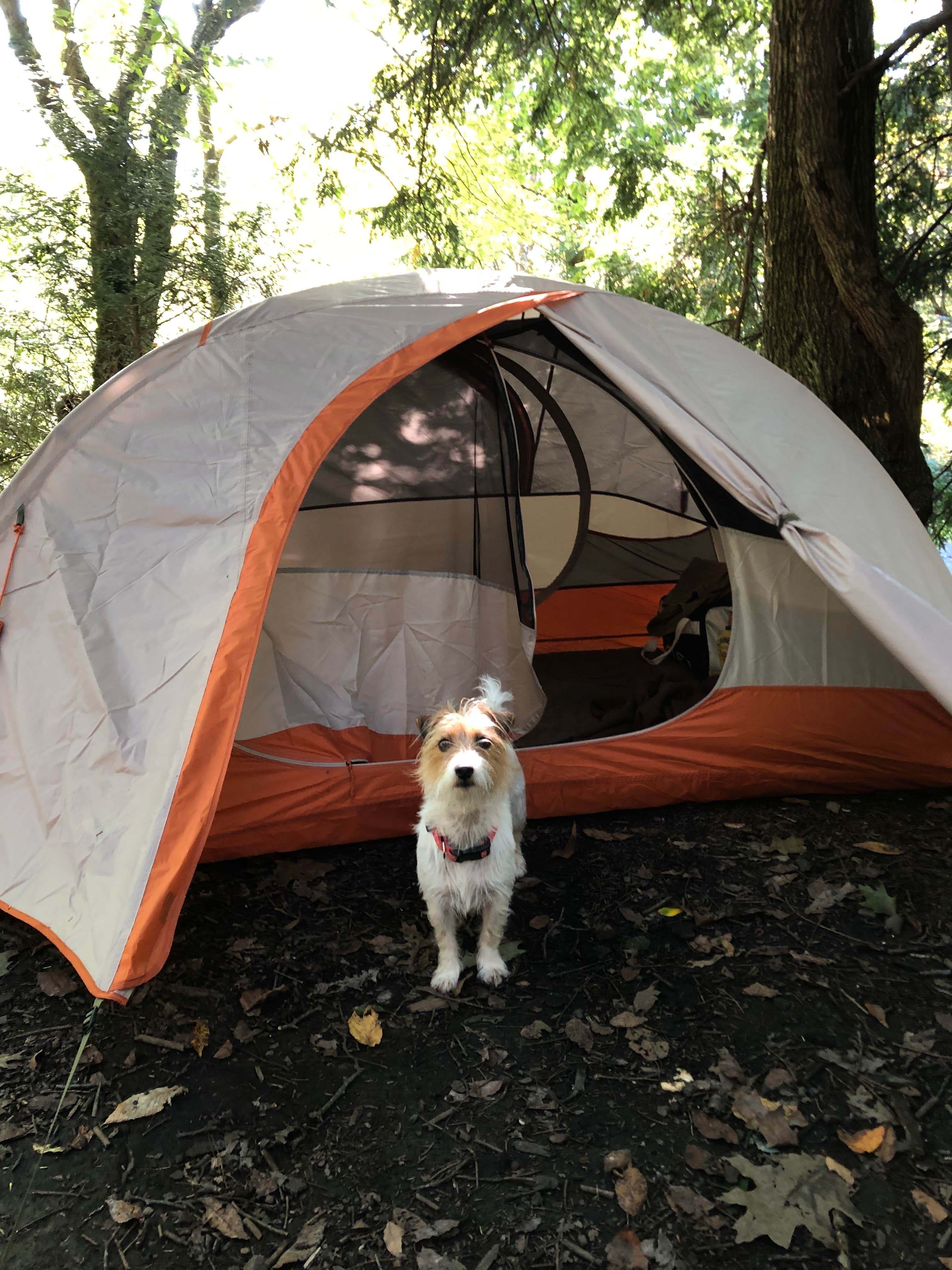 Camper submitted image from Loleta Road Dispersed Campsite - 4