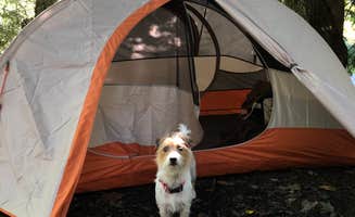 Dylan H.'s photo of camping with pets at Loleta Road Dispersed Campsite near Rouseville, PA