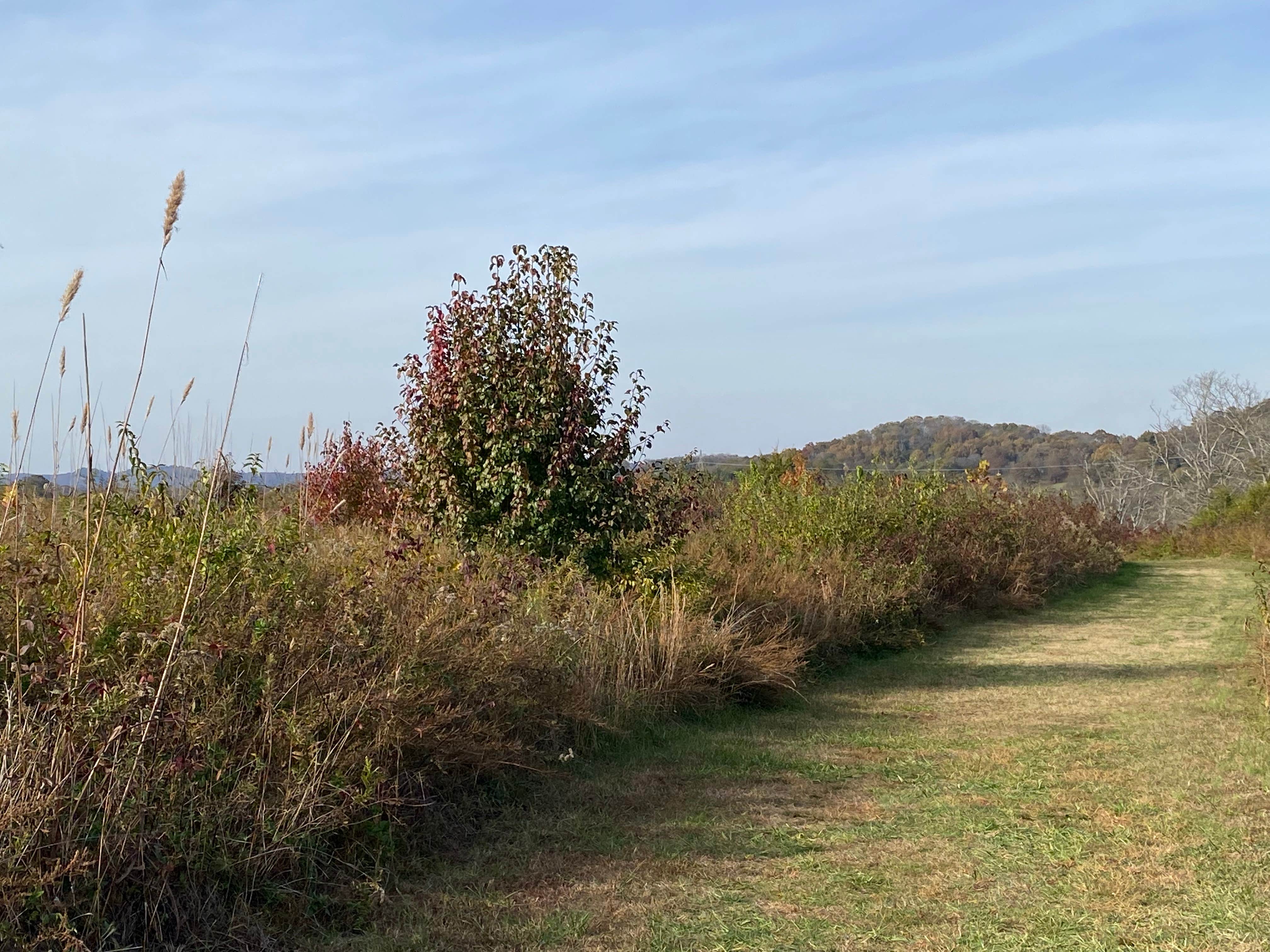Camper-submitted photo at Bells Bend Park near Springfield, TN